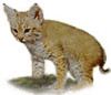 Lynx kitten in jpg format