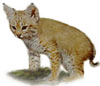 Lynx kitten in png format