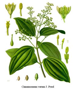 cinnamon botanical picture