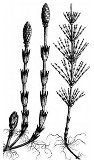 Horsetail - Equisetum arvense - FAGUET  1891