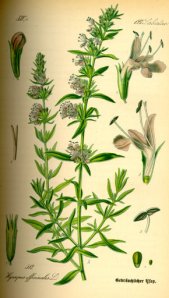 classic graphic of the herb hyssop