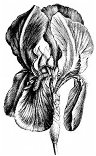 Iris - Iris germanica -after Faguet -- 1891 